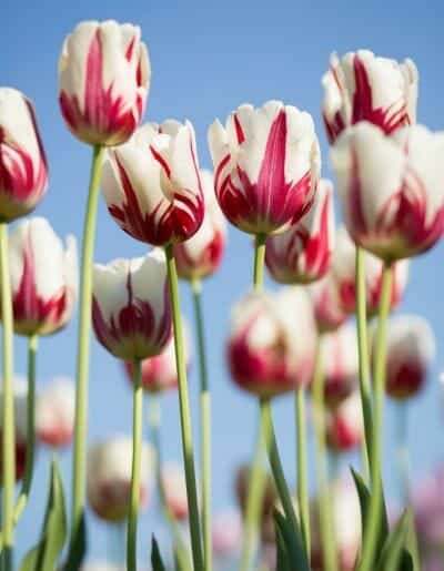 cemetery tulips
